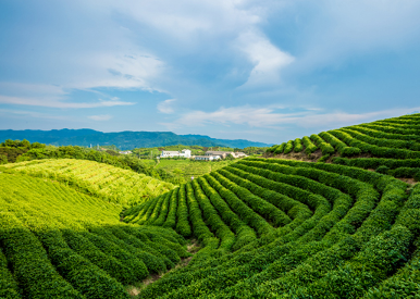 jardin de thé de Longsheng